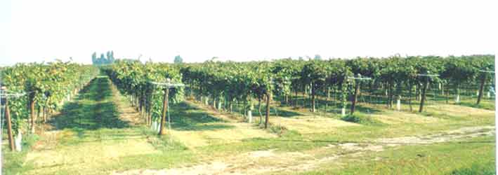 Foto di vigneto inviata da un utente di Agrolinker. Il vigneto è coltivato con vitigno di cv. 'Ancellotta', è allevato in forma di 'GDC', per la raccolta meccanizzata ed è situato in provincia di Reggio Emilia