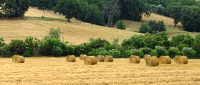 Agrolinker - Il portale per lo studente e lo studioso delle scienze agrarie e forestali - Forum Home
