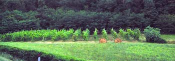 Piccolo vigneto ed erbaio in zona collinare dei Colli Euganei, nei pressi di Abano Terme(PD).